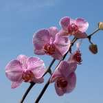 Orchid high quality wallpapers