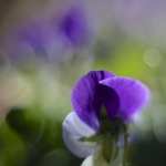 Pansy high quality wallpapers
