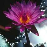 Water Lily hd