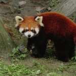 Red Panda pics