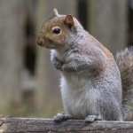 Squirrel wallpapers for iphone