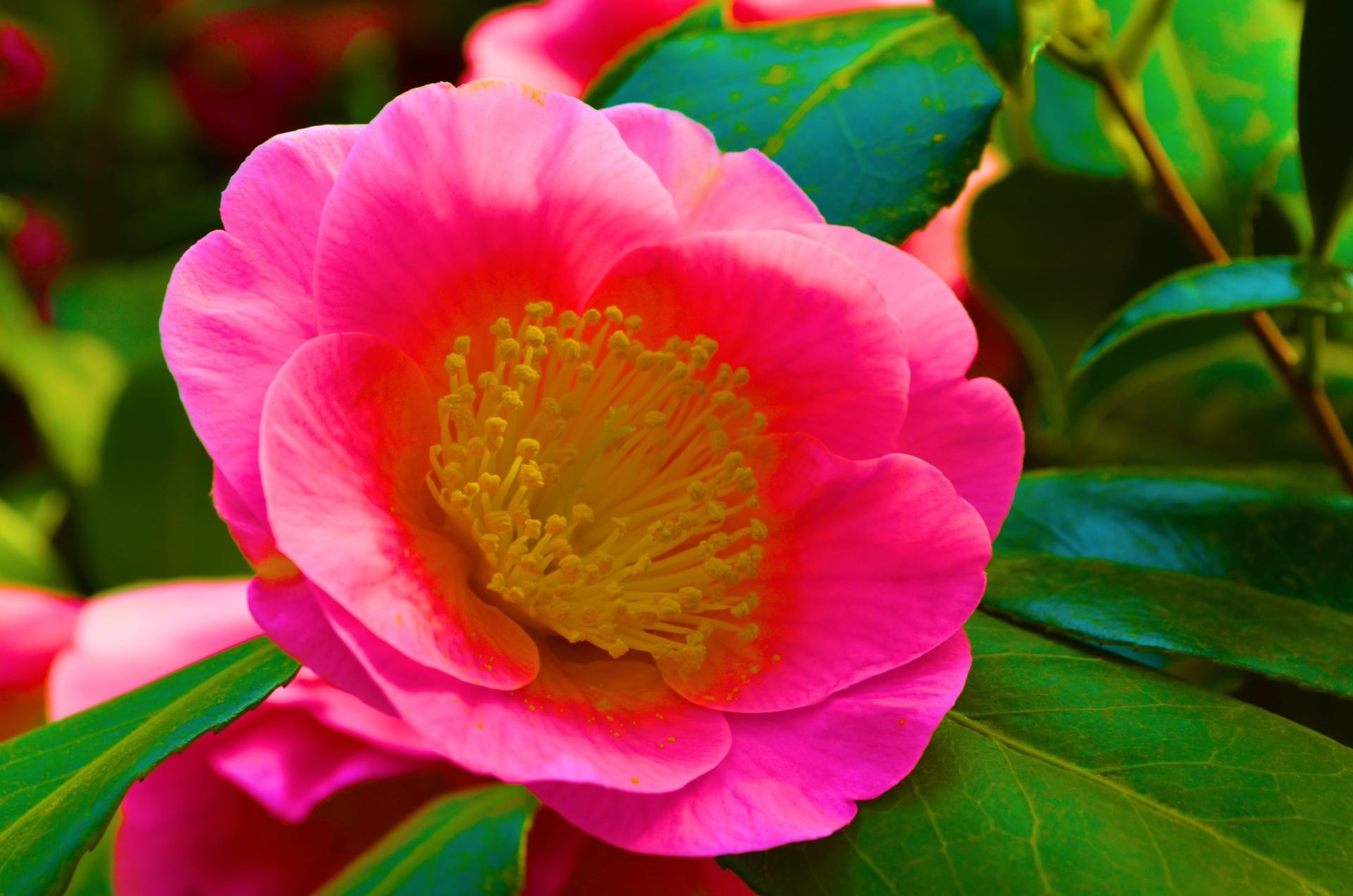 Camellia Wallpaper HD Download