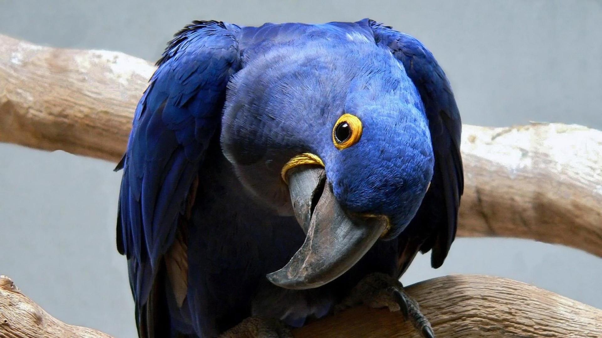 синий попугай скачать