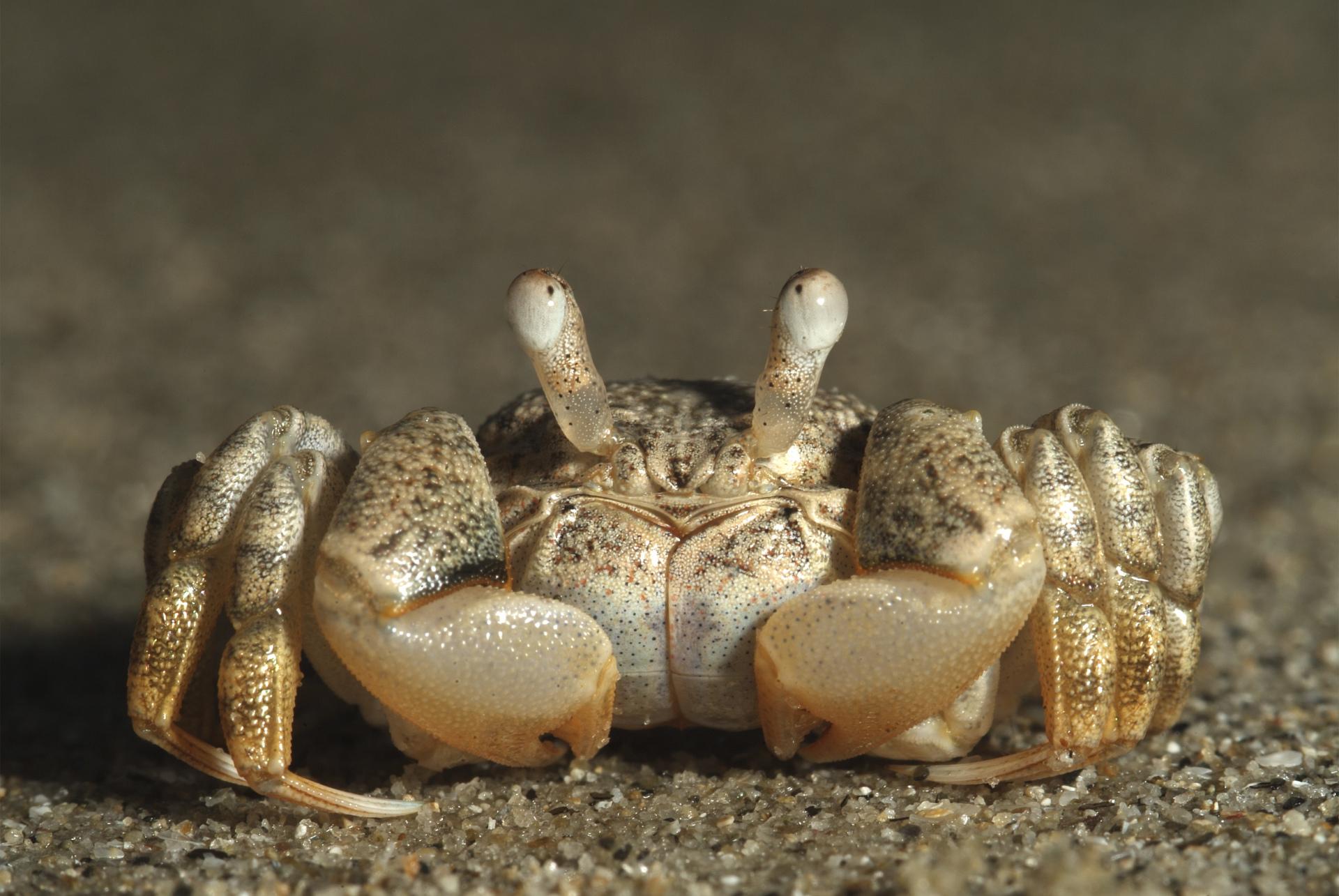 природа животные краб nature animals crab бесплатно