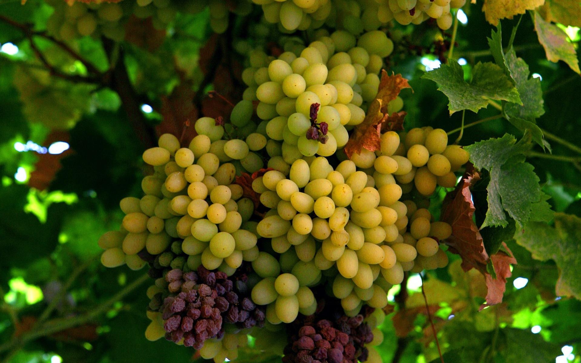 природа ягоды виноград деревья nature berries grapes trees загрузить