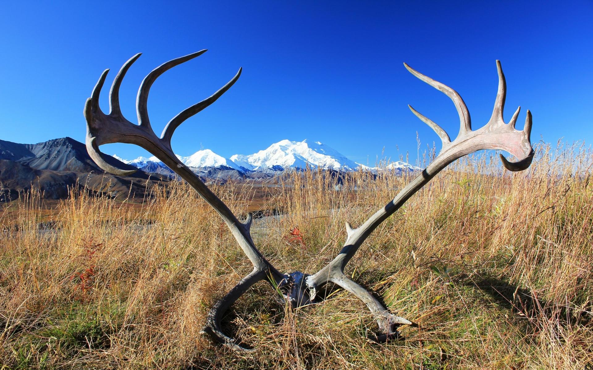 Antler Photography wallpapers HD quality