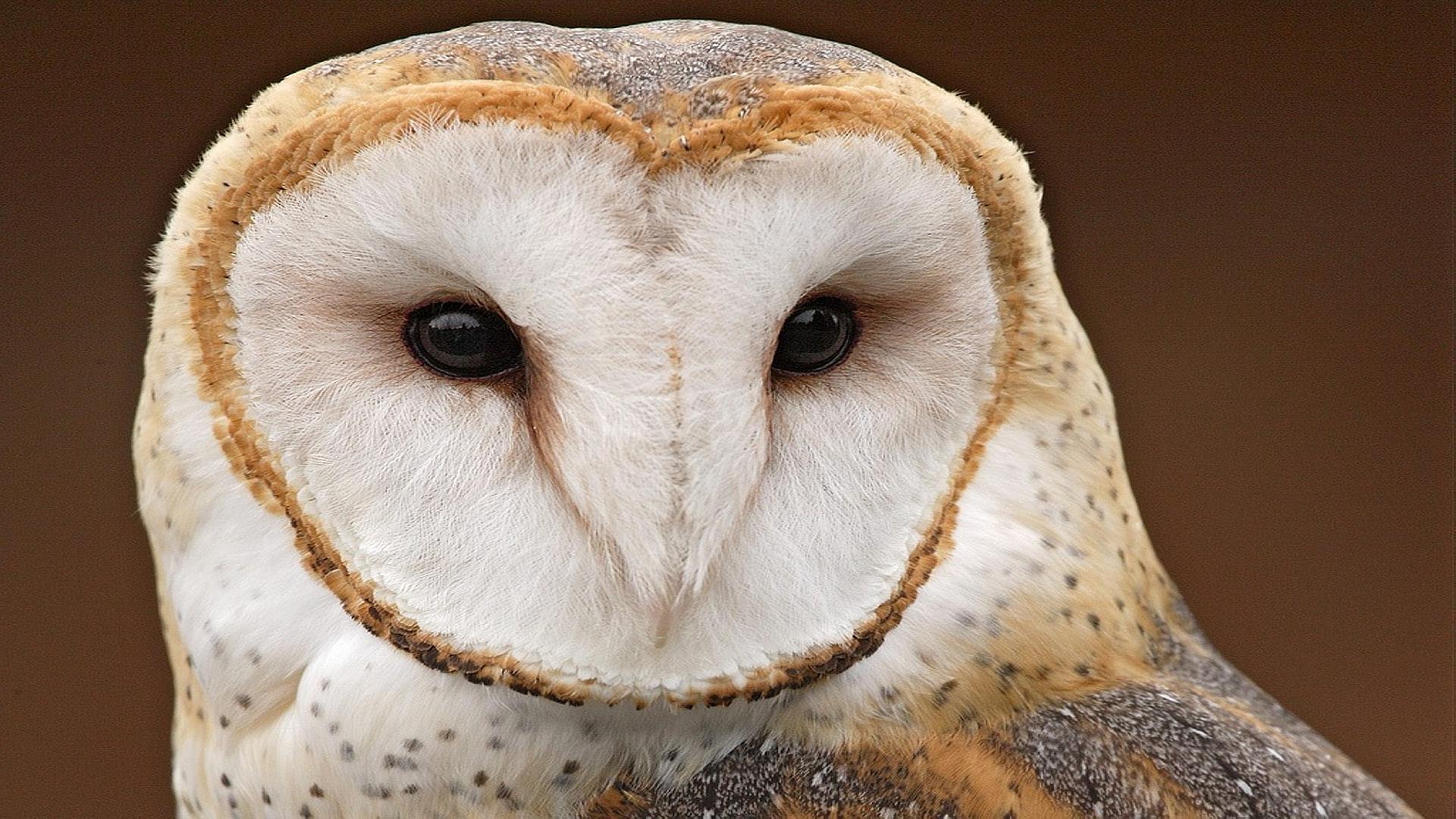 Barn Owl at 320 x 480 iPhone size wallpapers HD quality