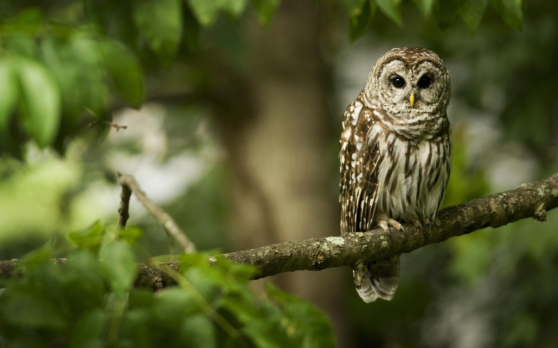 Barred Owl wallpapers HD quality