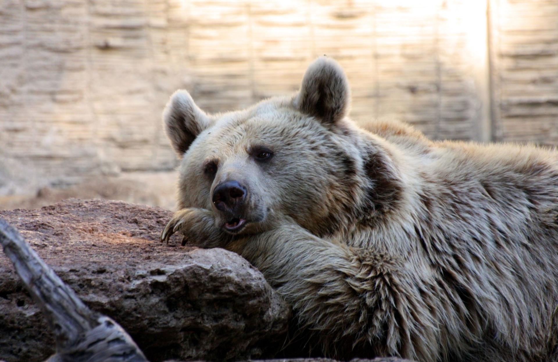 Bear at 2048 x 2048 iPad size wallpapers HD quality