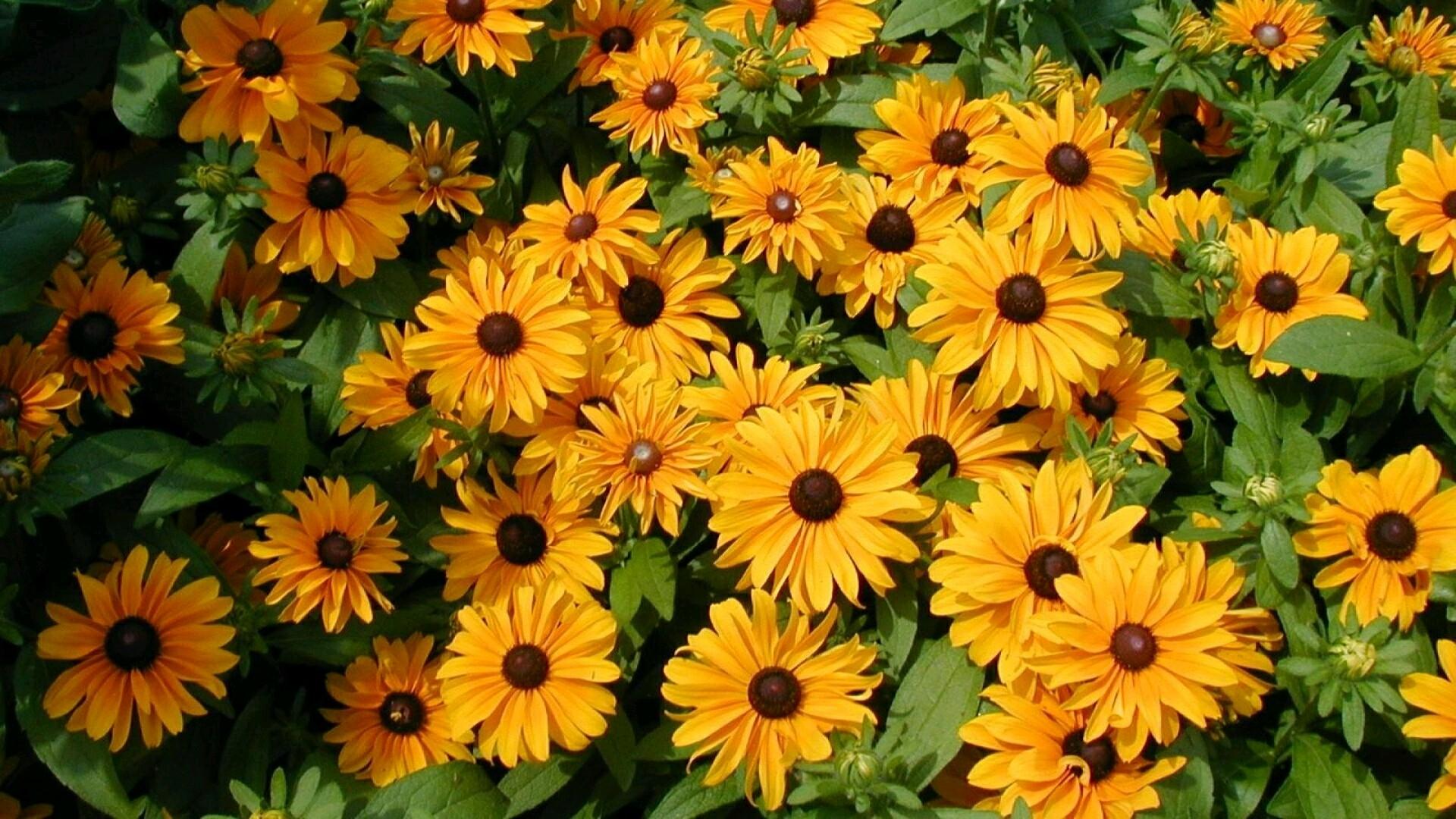 Black-Eyed Susan wallpapers HD quality