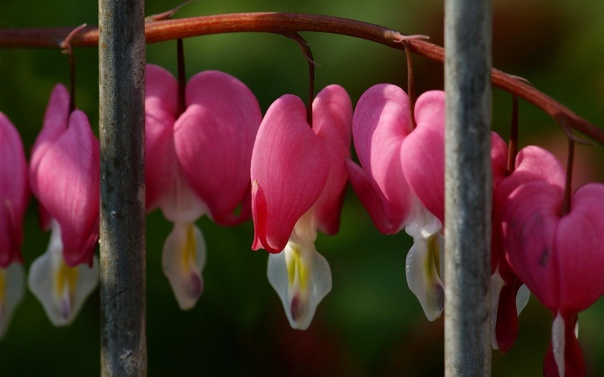 Bleeding Heart at 1024 x 768 size wallpapers HD quality