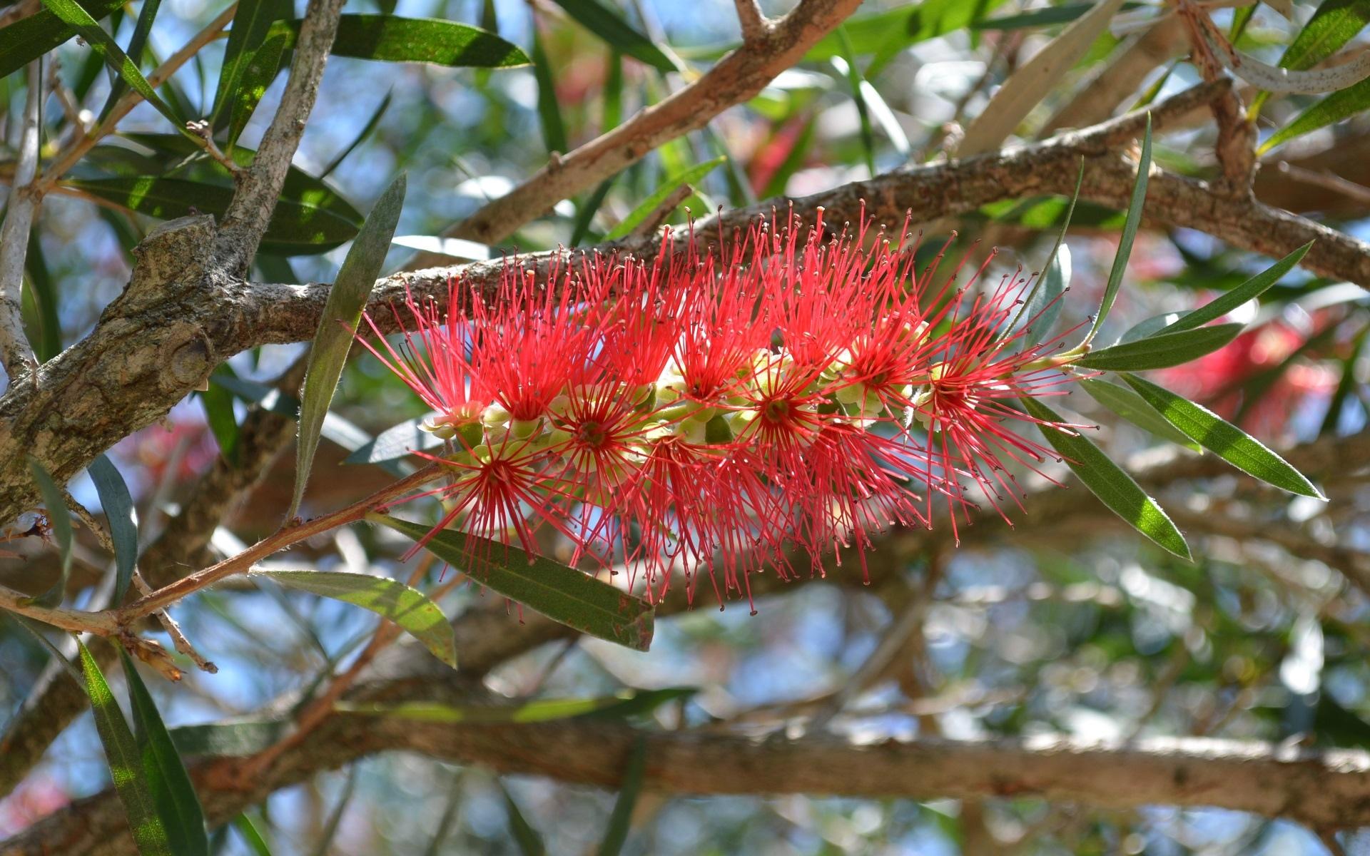 Bottlebrush at 1024 x 768 size wallpapers HD quality