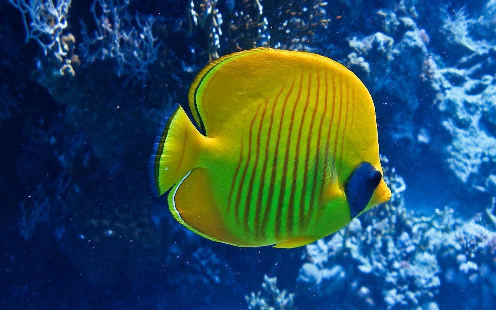 Butterflyfish at 640 x 1136 iPhone 5 size wallpapers HD quality