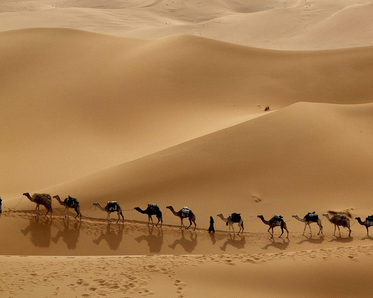 Camel at 1600 x 1200 size wallpapers HD quality