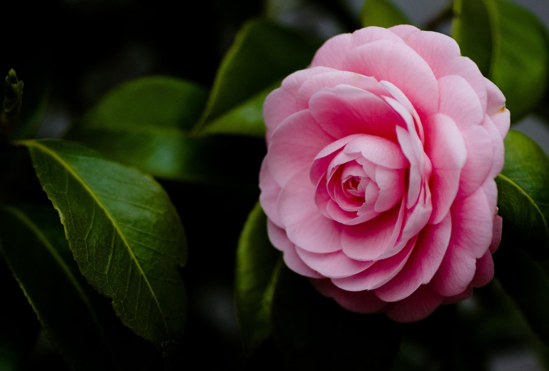 Camellia at 1024 x 1024 iPad size wallpapers HD quality