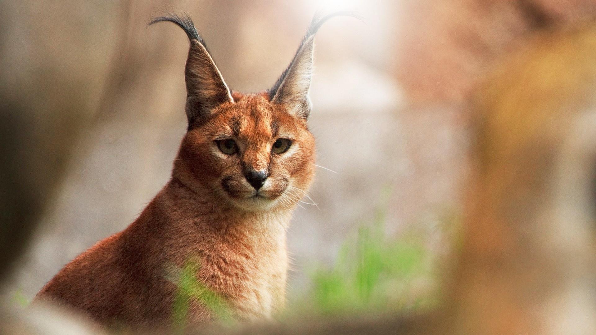 Caracal at 1600 x 1200 size wallpapers HD quality