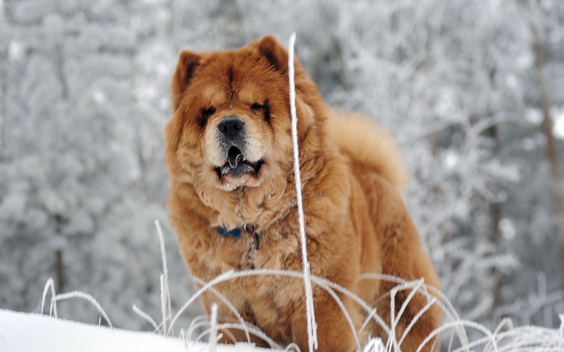 Chow Chow at 1152 x 864 size wallpapers HD quality