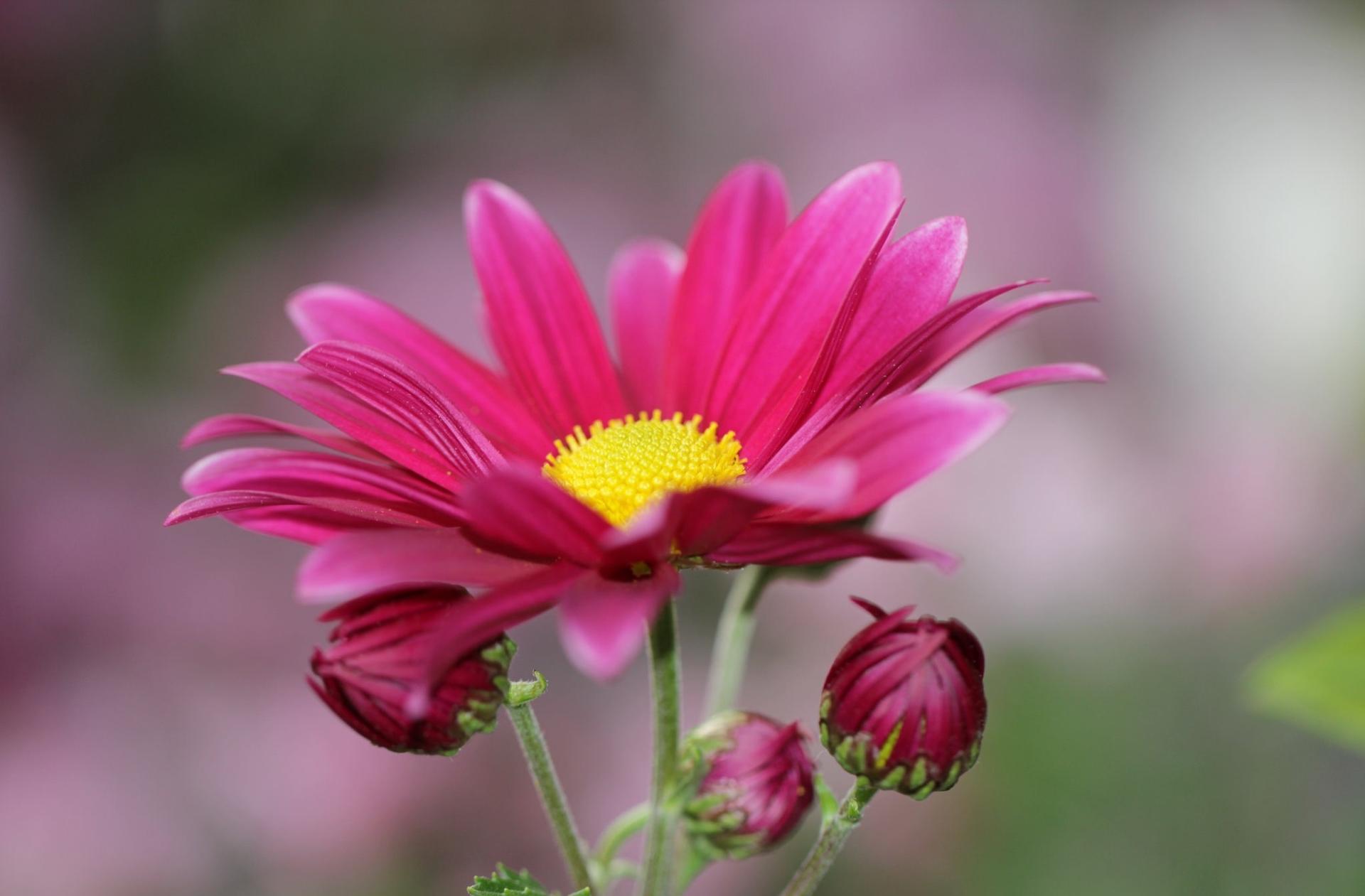 Chrysanthemum at 1152 x 864 size wallpapers HD quality