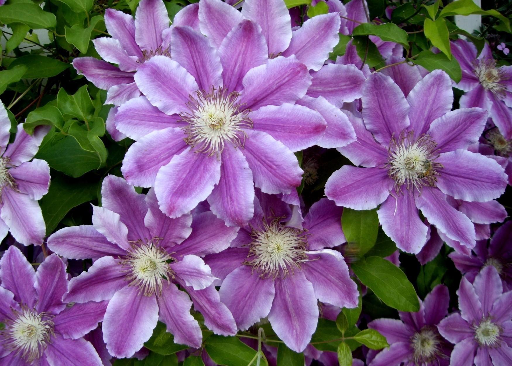 Clematis at 1024 x 1024 iPad size wallpapers HD quality