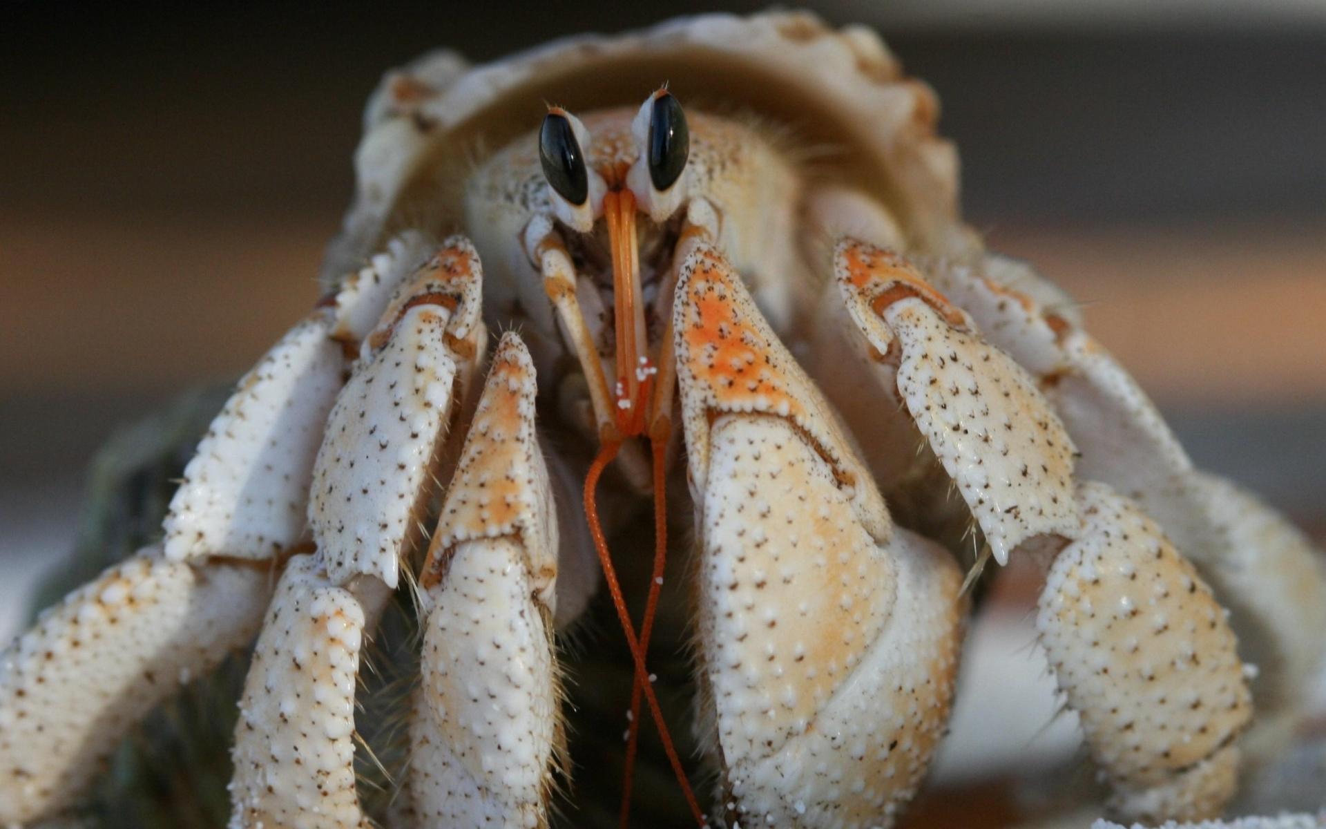 Crab at 640 x 960 iPhone 4 size wallpapers HD quality