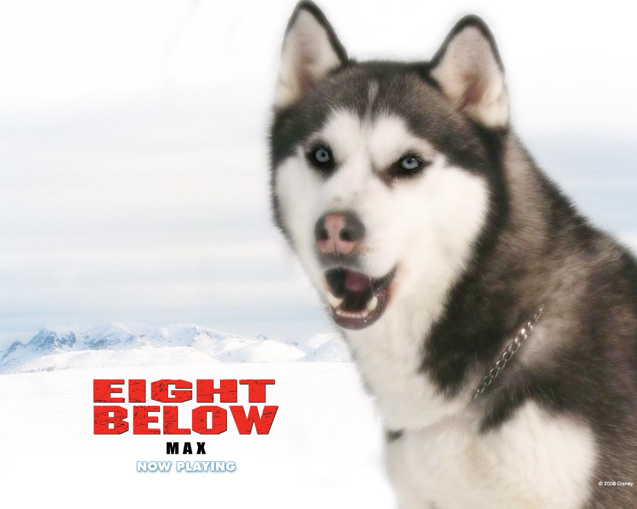 Eight Below at 1024 x 768 size wallpapers HD quality