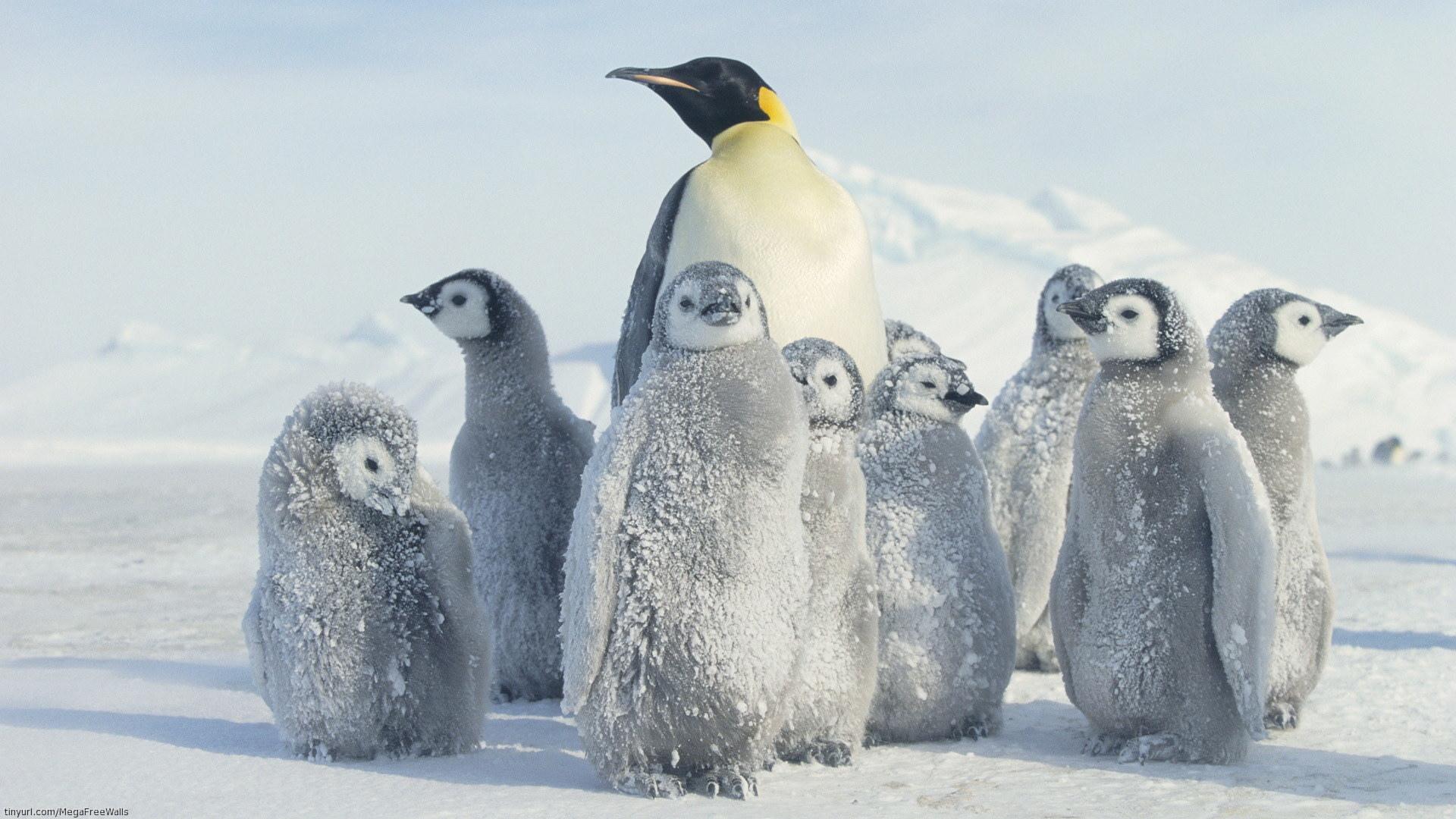 Emperor Penguin at 1280 x 960 size wallpapers HD quality