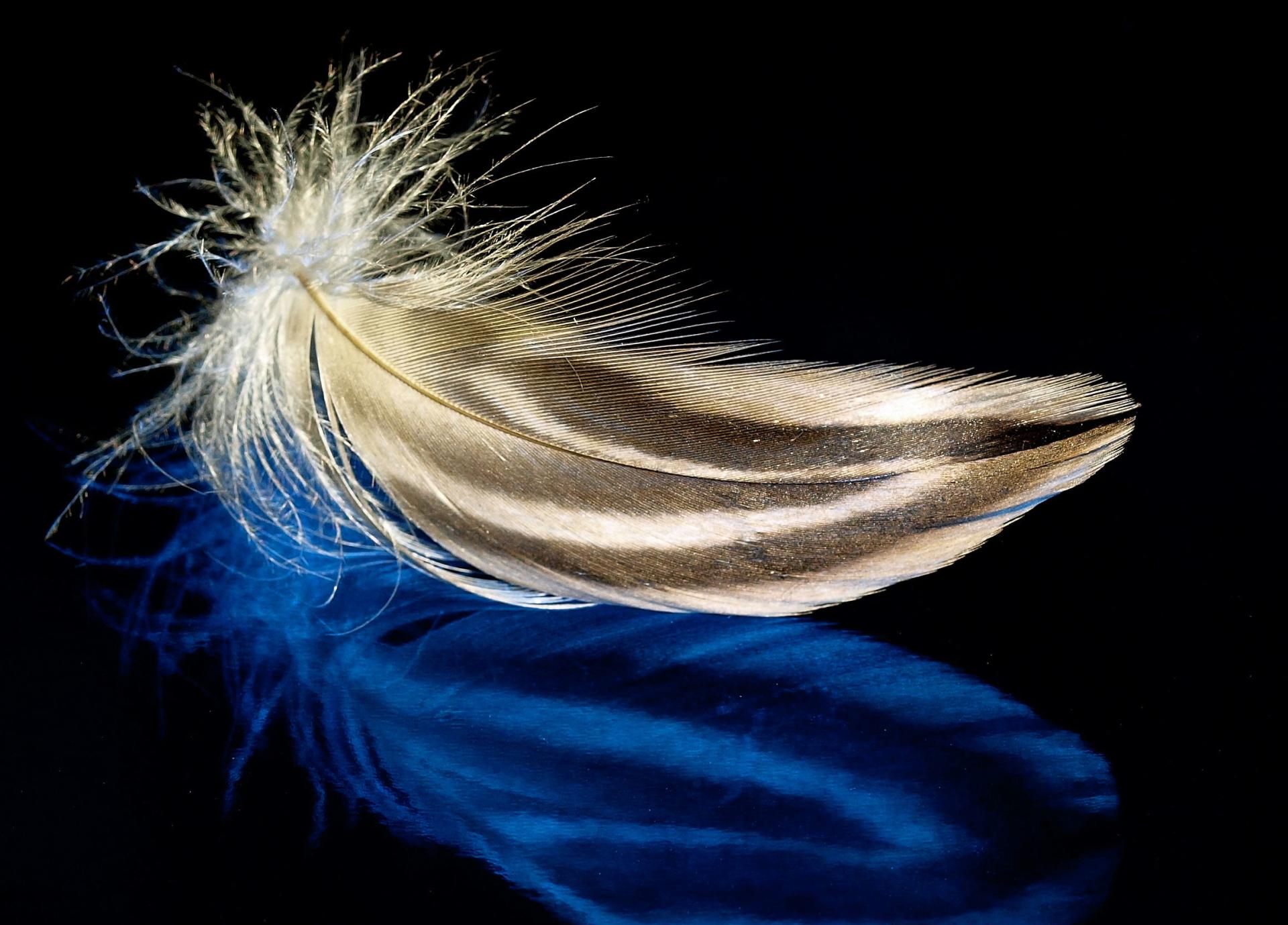 Feather Photography at 640 x 960 iPhone 4 size wallpapers HD quality