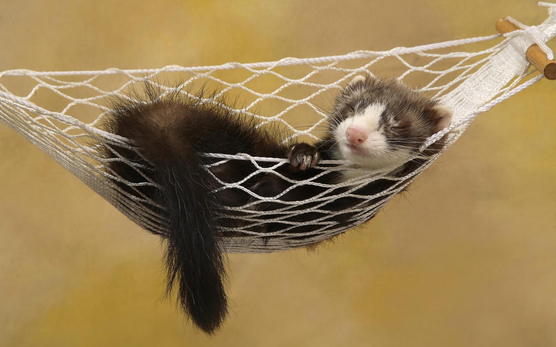 Ferret at 1152 x 864 size wallpapers HD quality