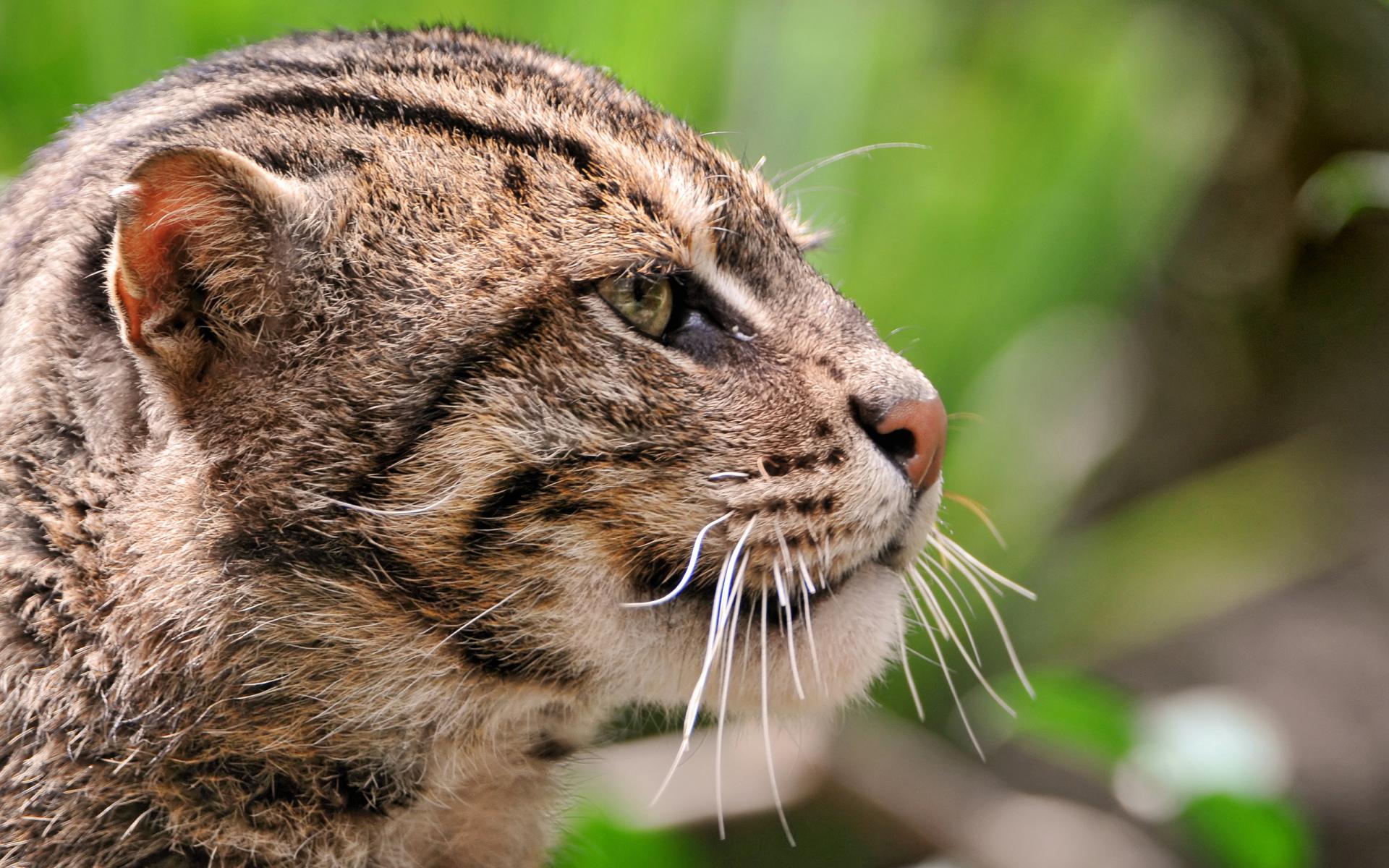 Fishing Cat at 1334 x 750 iPhone 7 size wallpapers HD quality