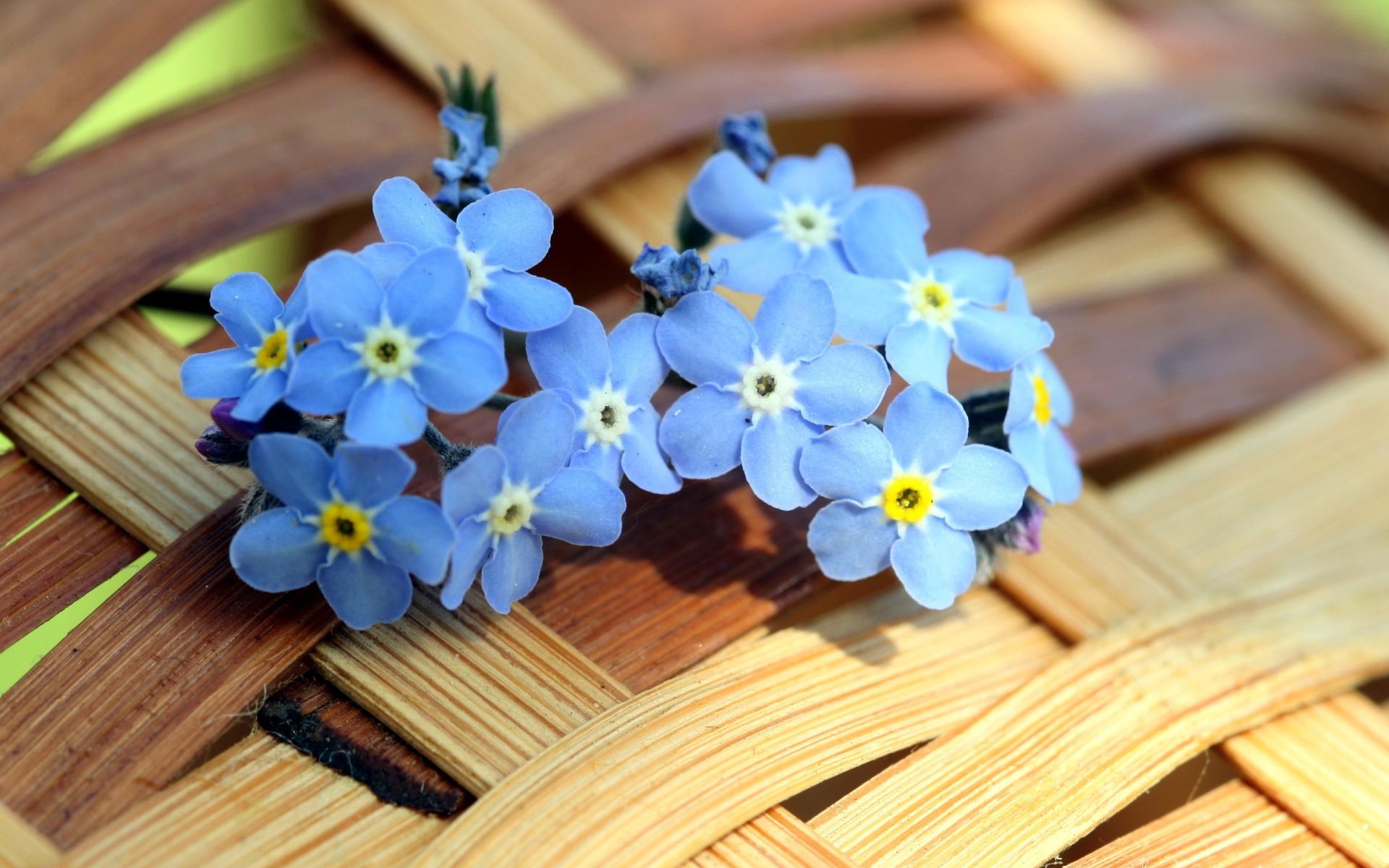 Forget-Me-Not wallpapers HD quality