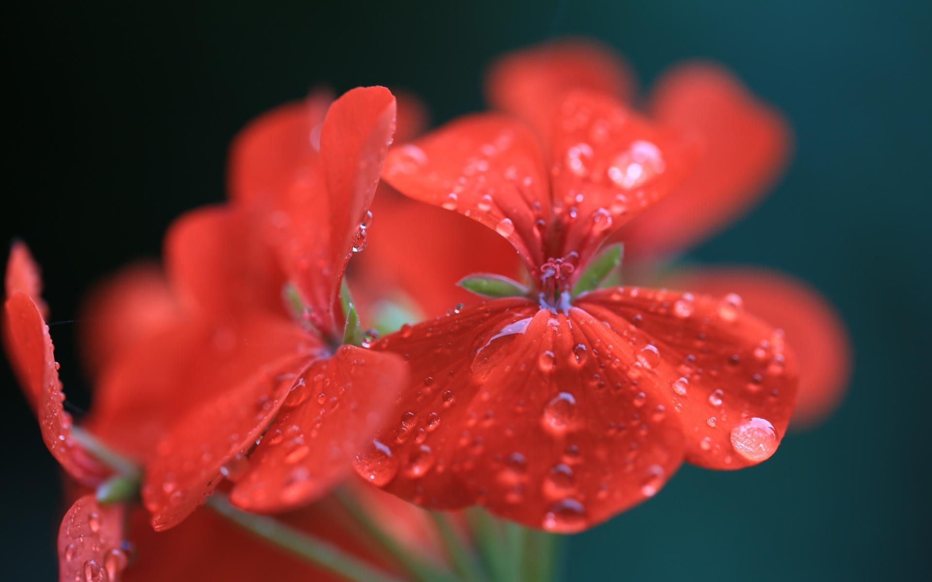 Geranium at 320 x 480 iPhone size wallpapers HD quality