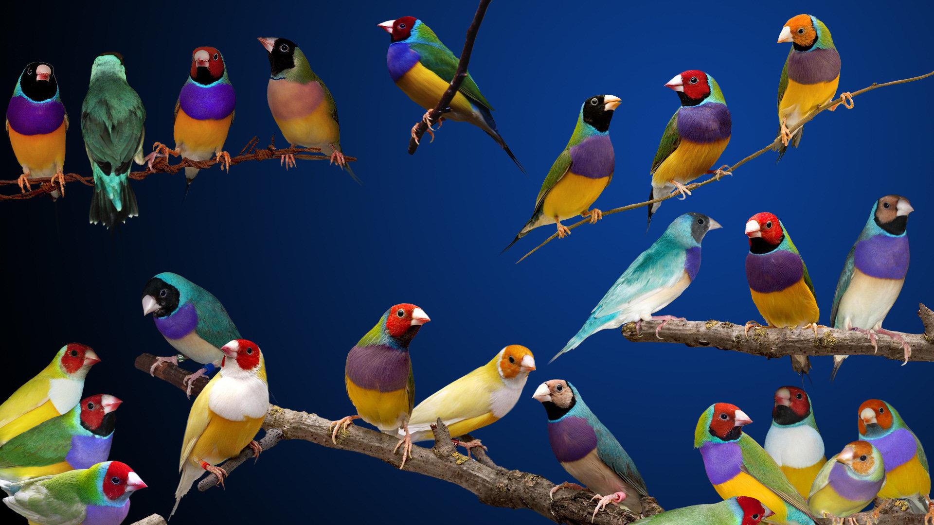 Gouldian Finch at 320 x 480 iPhone size wallpapers HD quality