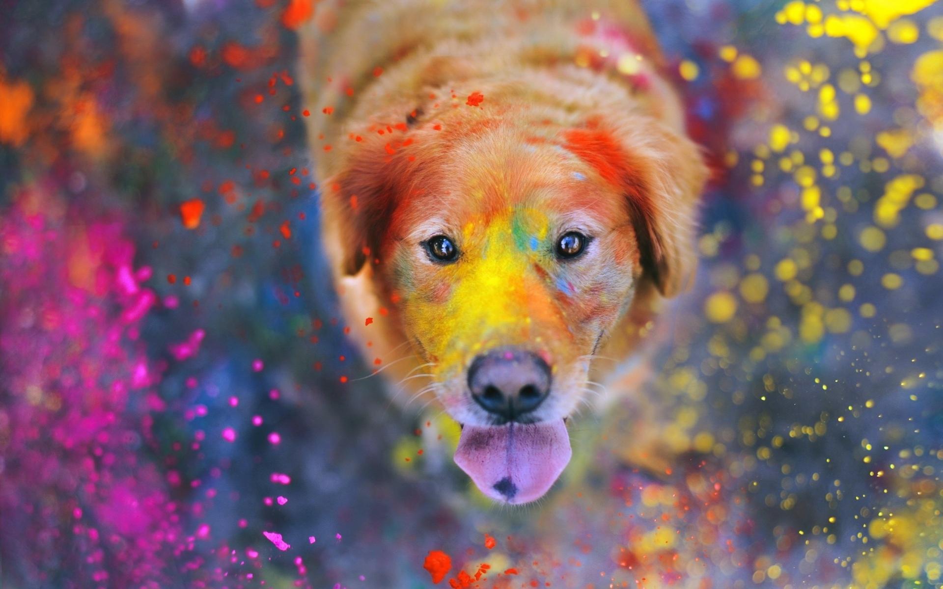 Holi at 1600 x 1200 size wallpapers HD quality
