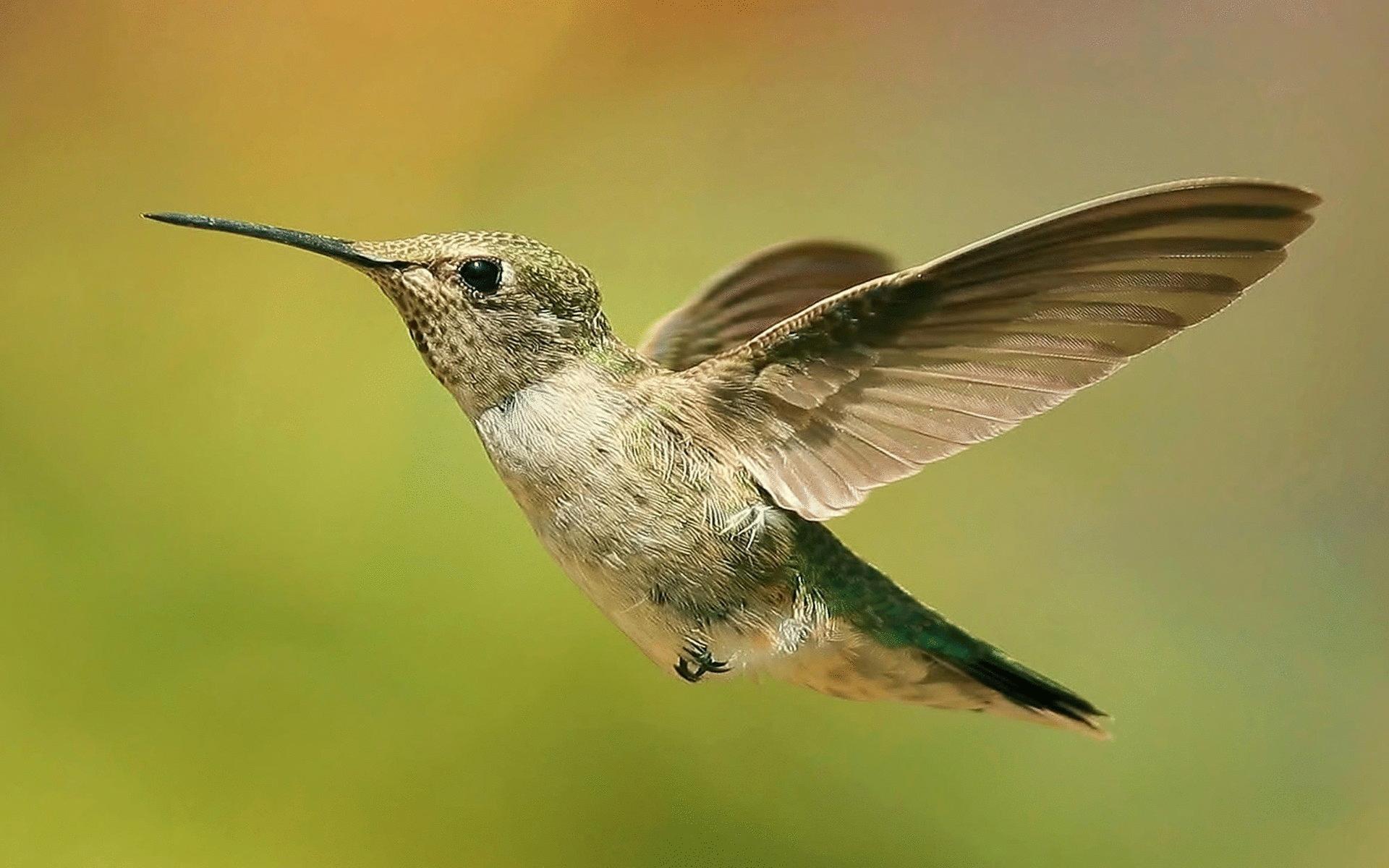 Hummingbird at 750 x 1334 iPhone 6 size wallpapers HD quality