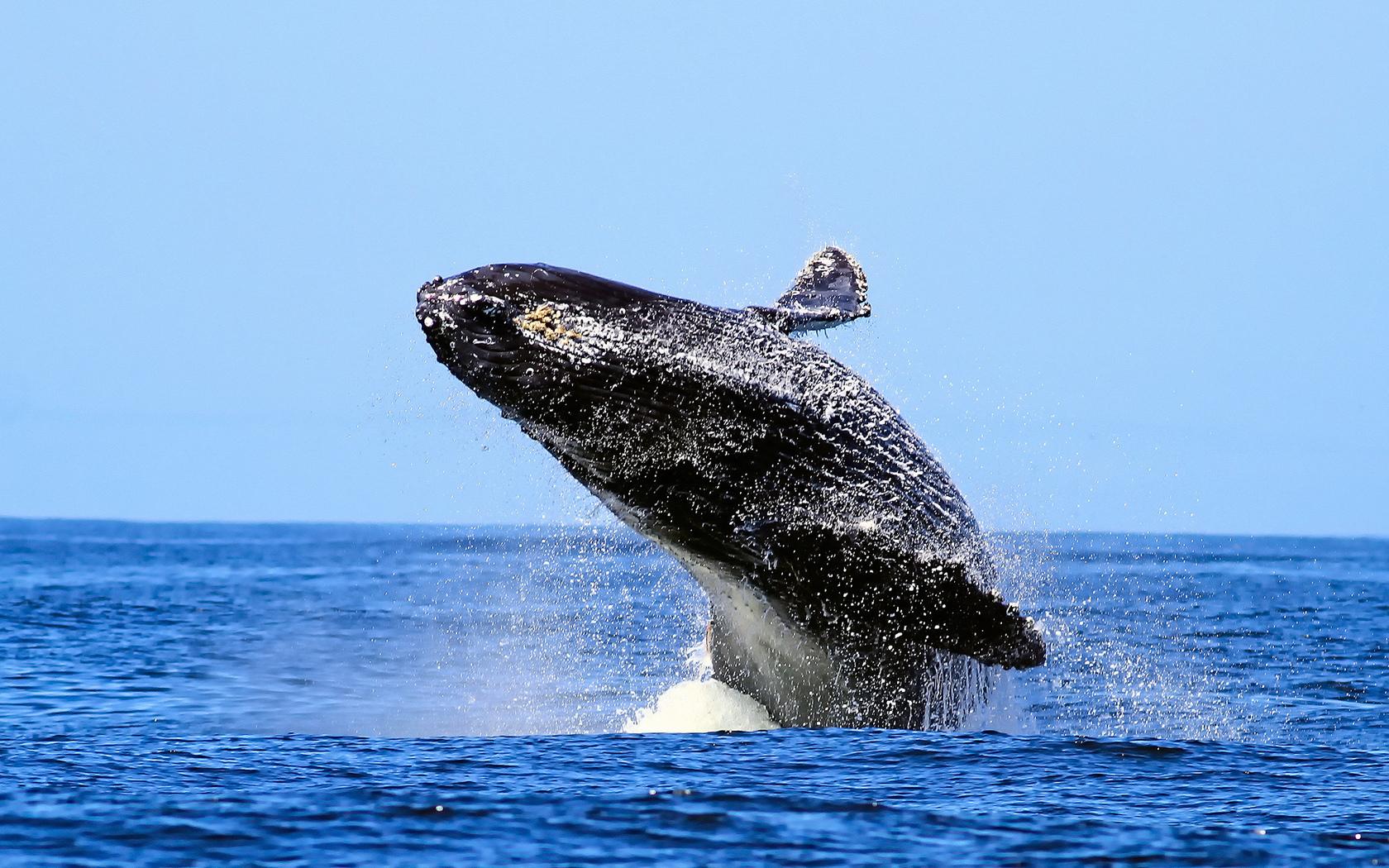 Humpback Whale at 2048 x 2048 iPad size wallpapers HD quality
