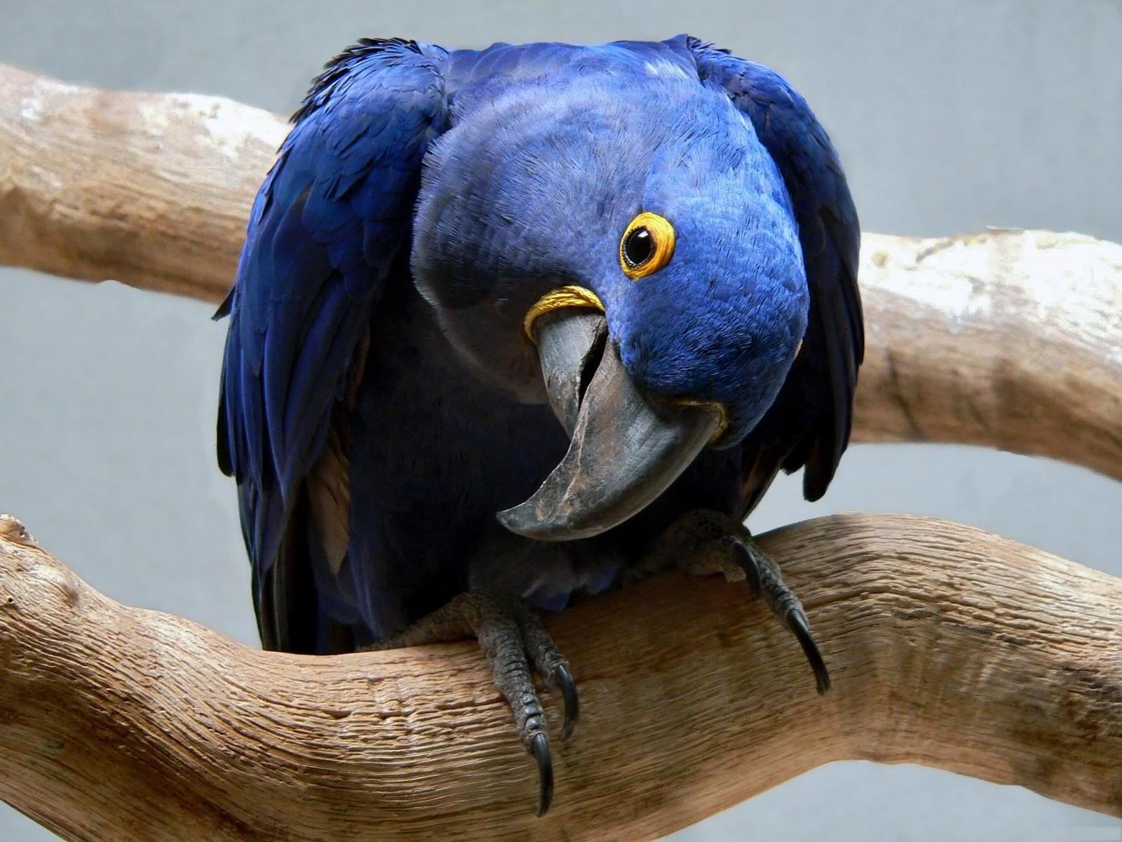 Hyacinth Macaw at 1600 x 1200 size wallpapers HD quality