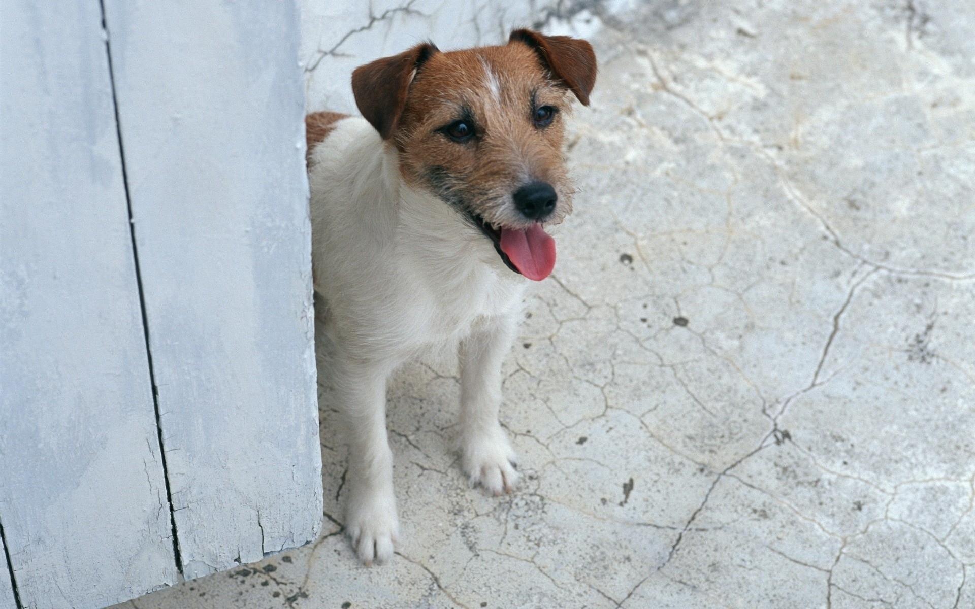 Jack Russell Terrier at 320 x 480 iPhone size wallpapers HD quality