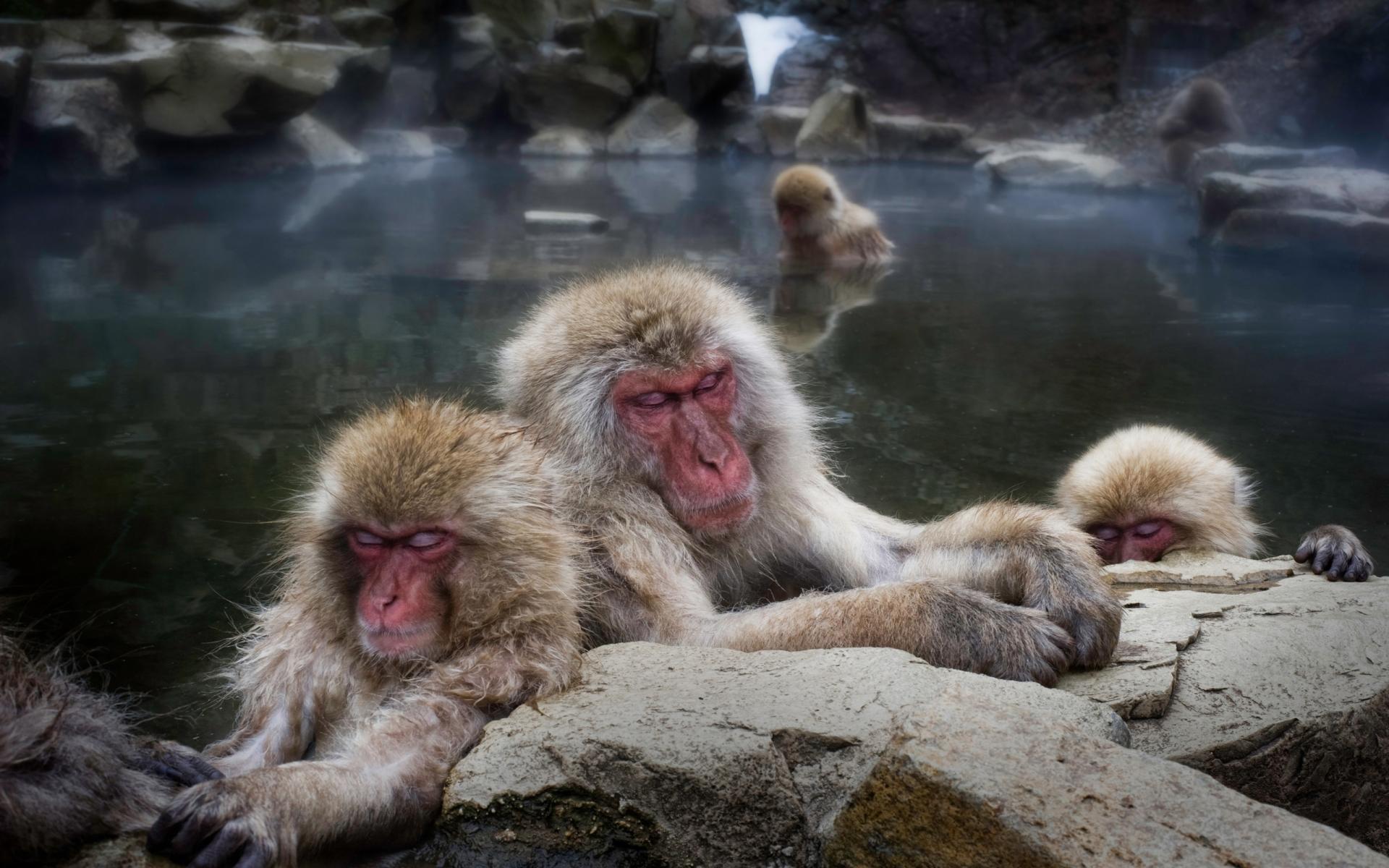 Japanese Macaque at 640 x 1136 iPhone 5 size wallpapers HD quality
