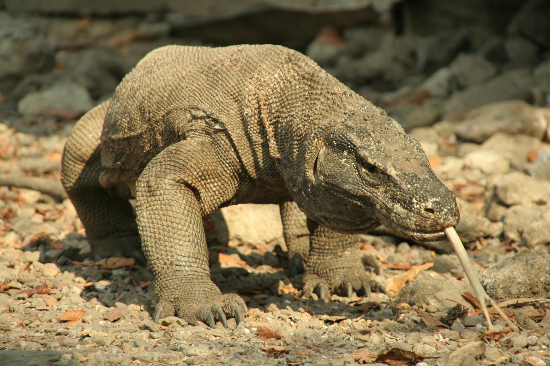Komodo Dragon at 320 x 480 iPhone size wallpapers HD quality