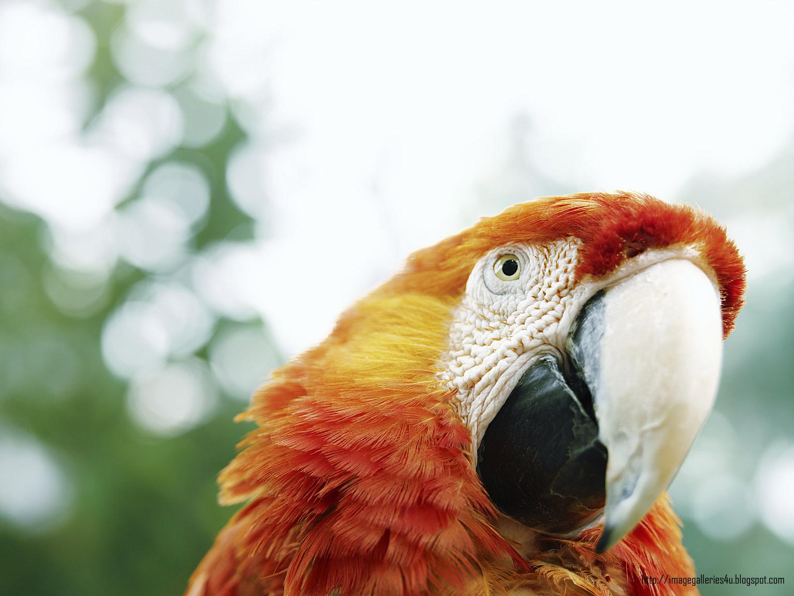 Macaw at 1280 x 960 size wallpapers HD quality