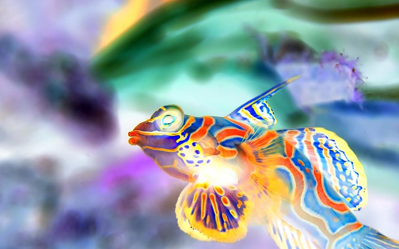 Mandarinfish at 320 x 480 iPhone size wallpapers HD quality