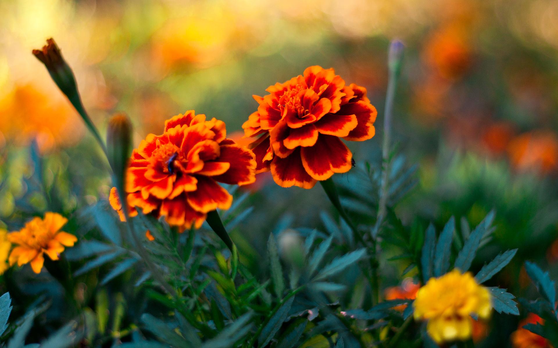 Marigold at 320 x 480 iPhone size wallpapers HD quality