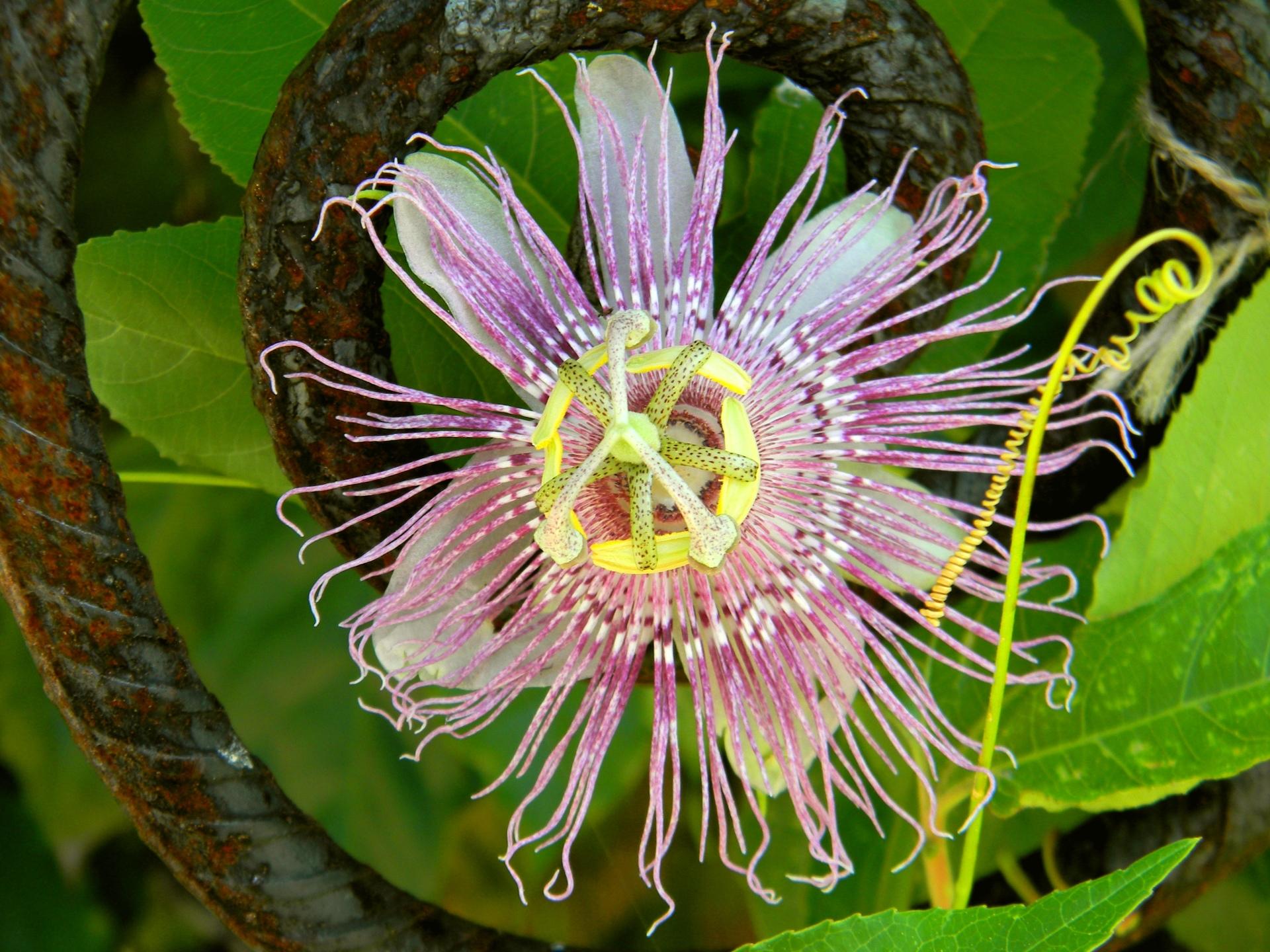 Passion Flower at 640 x 1136 iPhone 5 size wallpapers HD quality