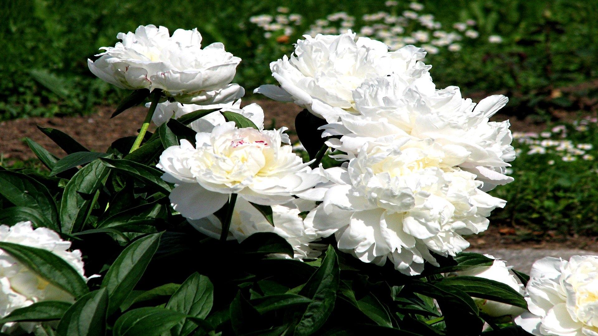 Peony at 750 x 1334 iPhone 6 size wallpapers HD quality