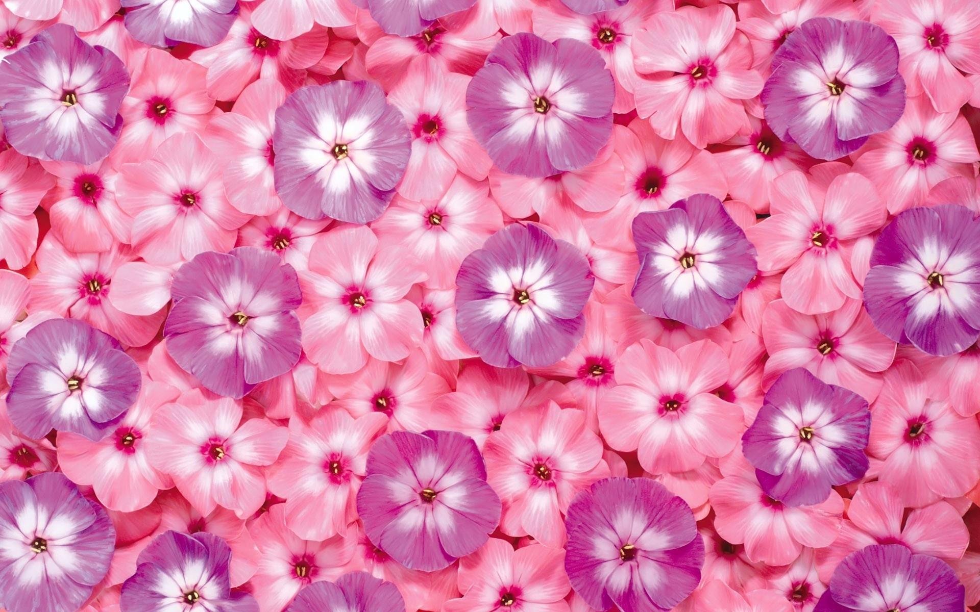 Phlox at 640 x 1136 iPhone 5 size wallpapers HD quality