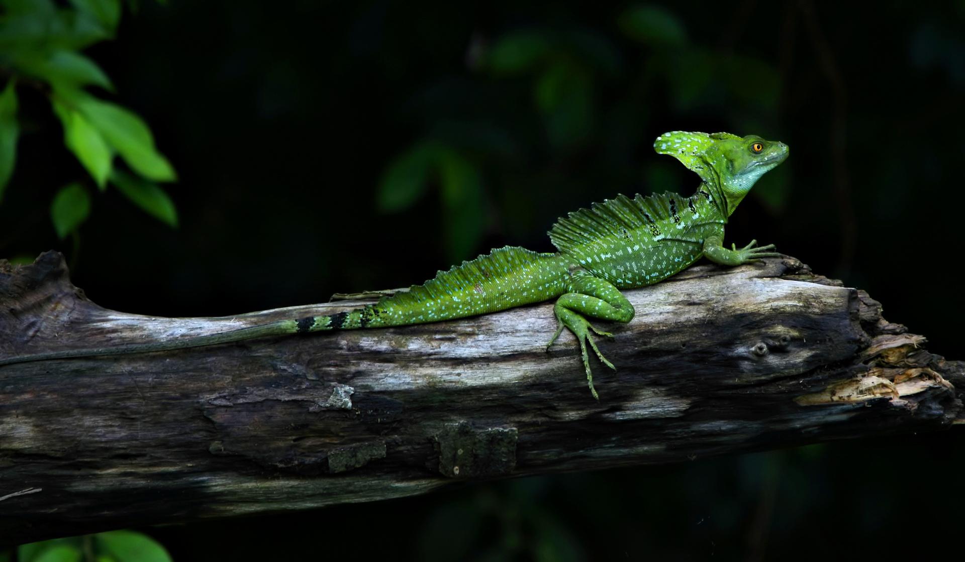 Plumed Basilisk at 1152 x 864 size wallpapers HD quality