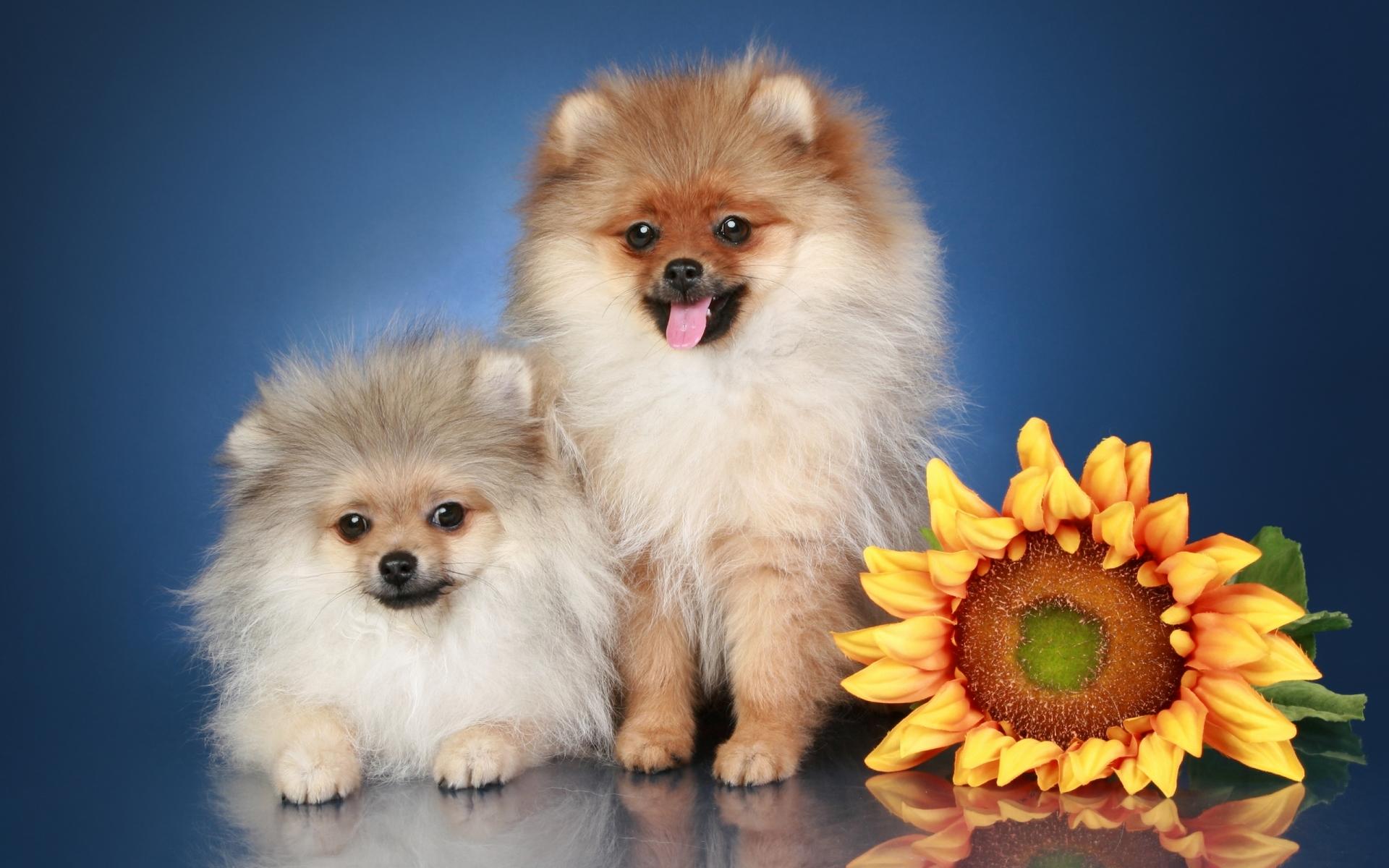 Pomeranian at 320 x 480 iPhone size wallpapers HD quality