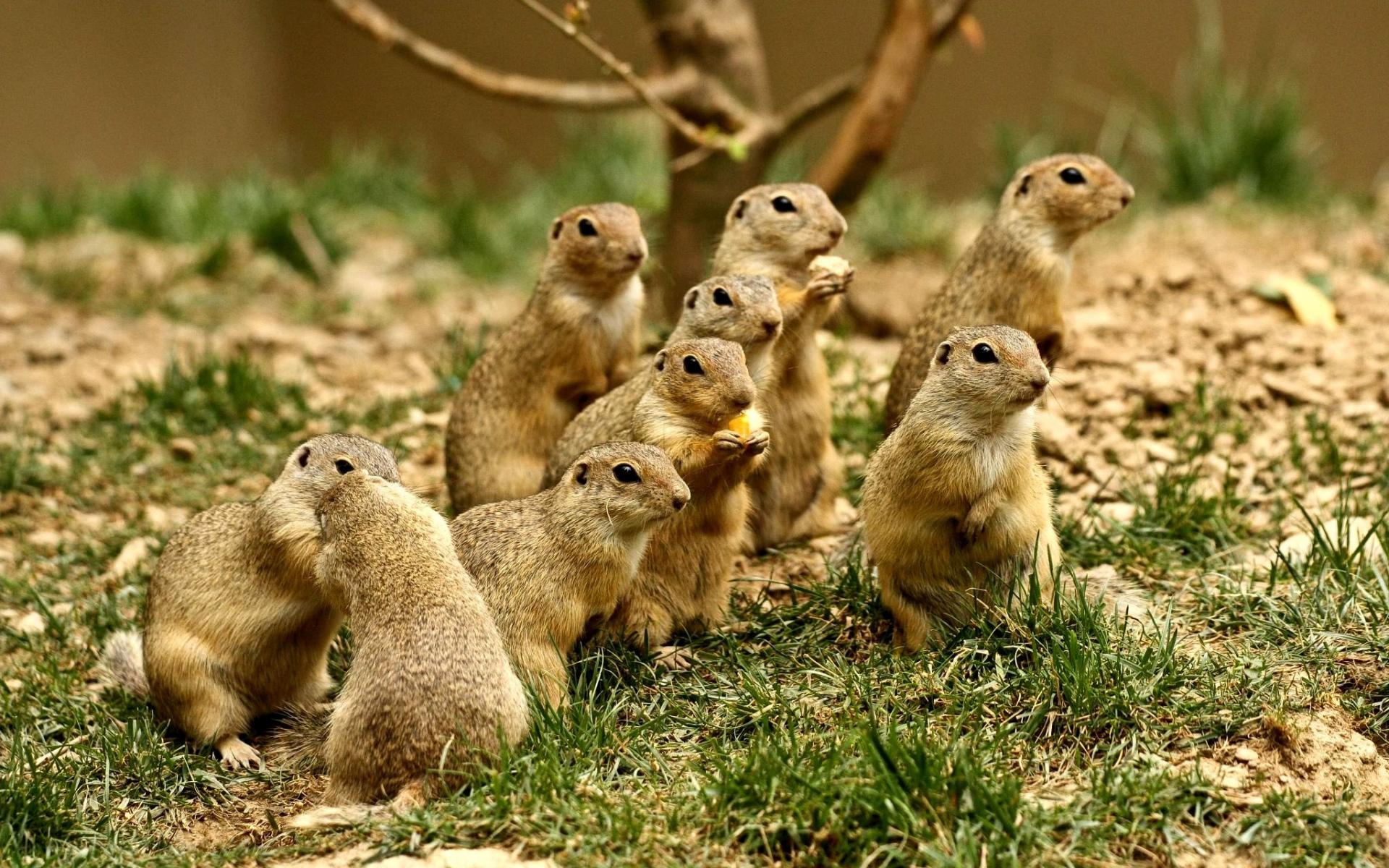 Prairie Dog at 750 x 1334 iPhone 6 size wallpapers HD quality