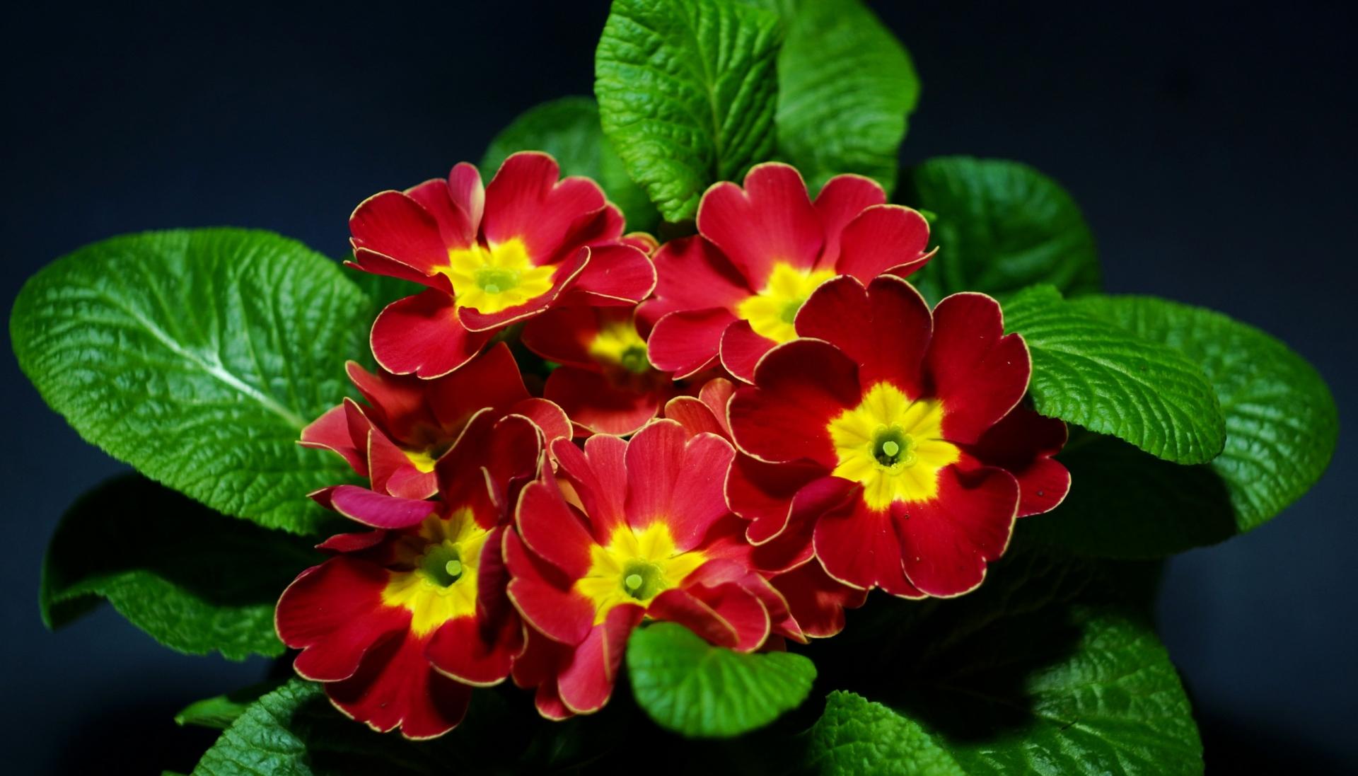 Primula at 320 x 480 iPhone size wallpapers HD quality