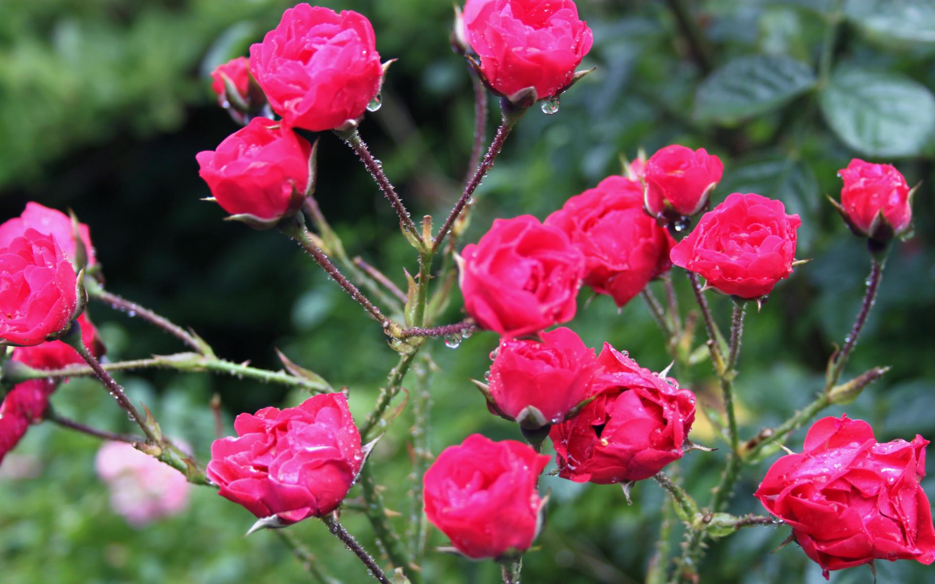 Rose Bush at 1600 x 1200 size wallpapers HD quality